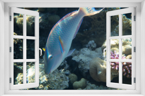 Fototapeta Naklejka Na Ścianę Okno 3D - Red Sea Egypt fish ocean coral underwater 