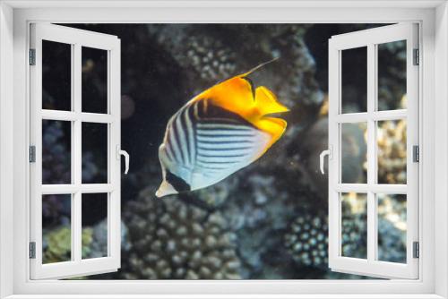 Fototapeta Naklejka Na Ścianę Okno 3D - Red Sea Egypt fish ocean coral underwater 