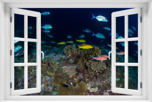 Fototapeta Naklejka Na Ścianę Okno 3D - Trevally hunting on a tropical coral reef
