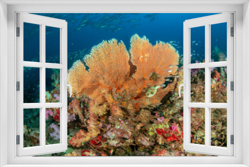 Fototapeta Naklejka Na Ścianę Okno 3D - Beautiful and delicate Gorgonia sea fan on a tropical coral reef