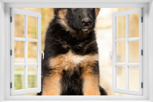 Fototapeta Naklejka Na Ścianę Okno 3D - German Shepherd puppy outdoors