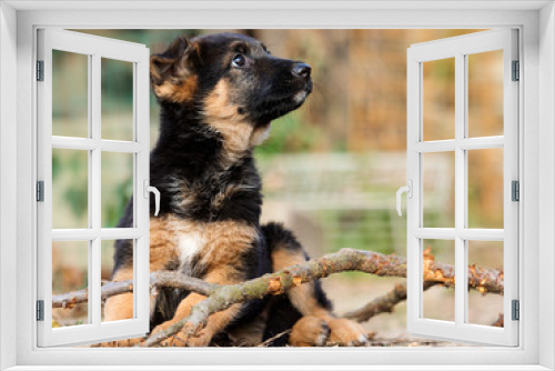 Fototapeta Naklejka Na Ścianę Okno 3D - German Shepherd puppy outdoors