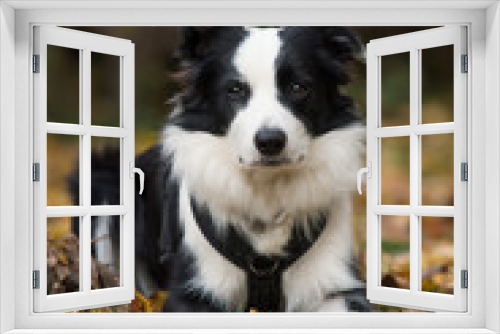 Fototapeta Naklejka Na Ścianę Okno 3D - Young border collie dog lying in a meadow with autumn leaves and looking to the camera