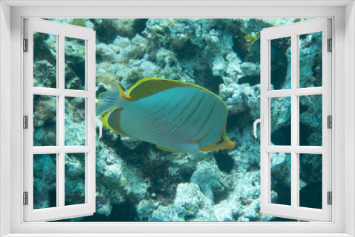 Fototapeta Naklejka Na Ścianę Okno 3D - Colorful tropical fish underwater in a lagoon