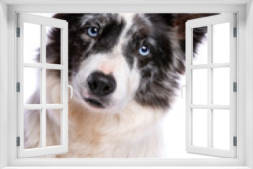 Fototapeta Naklejka Na Ścianę Okno 3D - border collie dog