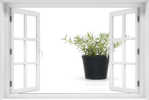 Fototapeta Naklejka Na Ścianę Okno 3D - succulent in black pot on white background