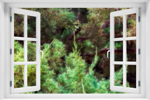 Fototapeta Naklejka Na Ścianę Okno 3D - Soft focus and close up of green pine tree