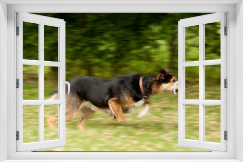 Fototapeta Naklejka Na Ścianę Okno 3D - motion blur of a large dog running
