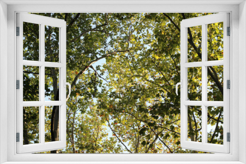 Fototapeta Naklejka Na Ścianę Okno 3D - Plane platanus tree crown green leaves