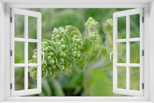 Fototapeta Naklejka Na Ścianę Okno 3D - Succulents