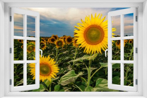 Fototapeta Naklejka Na Ścianę Okno 3D - Vivid blooming sunflowers on sunset.