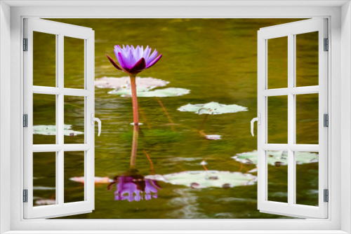Fototapeta Naklejka Na Ścianę Okno 3D - lily