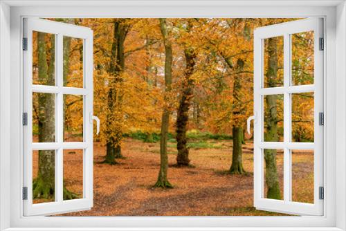 Fototapeta Naklejka Na Ścianę Okno 3D - Autumn Beech woodland with golden colours, Woodbury Castle, Hill Fort, Devon