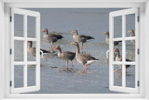 Fototapeta Naklejka Na Ścianę Okno 3D - Greylag Geese on Mudflats