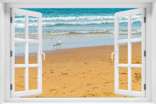 Fototapeta Naklejka Na Ścianę Okno 3D - Seagull Walking On Ocean Beach