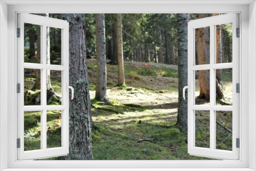 Fototapeta Naklejka Na Ścianę Okno 3D - trees in forest