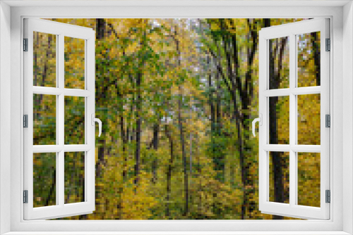 Fototapeta Naklejka Na Ścianę Okno 3D - Autumn forest. Ecological safety. Wildlife concept. Autumn foliage and orange leaf fall. Mixed forest.
