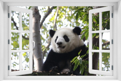 Fototapeta Naklejka Na Ścianę Okno 3D - Close up Fluffy Face of Panda Cub's Face , Chengdu Base, China