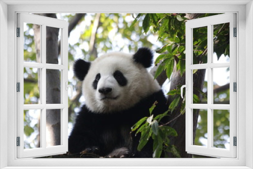 Fototapeta Naklejka Na Ścianę Okno 3D - Close up Fluffy Face of Panda Cub's Face , Chengdu Base, China