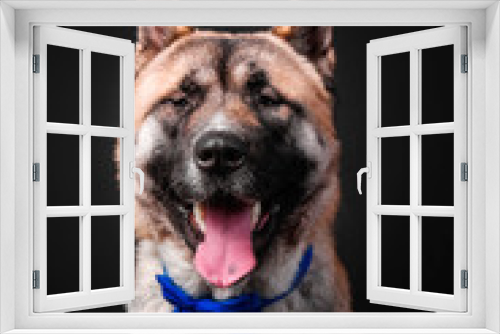Fototapeta Naklejka Na Ścianę Okno 3D - American akita dog portrait on black background