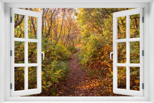 Fototapeta Naklejka Na Ścianę Okno 3D - Autumn forest nature scenery
