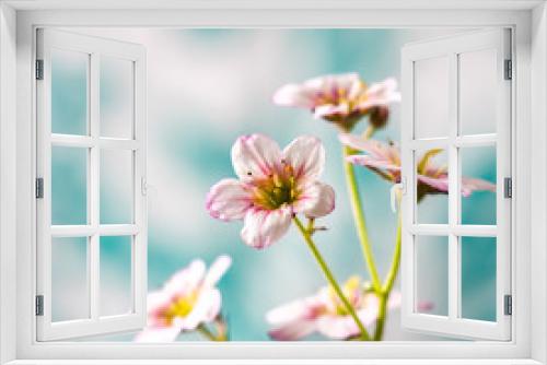 Fototapeta Naklejka Na Ścianę Okno 3D - White and pink saxifrage flowers macro closeup.