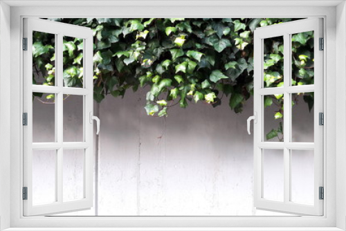 Fototapeta Naklejka Na Ścianę Okno 3D - Edera sul muro in cemento armato