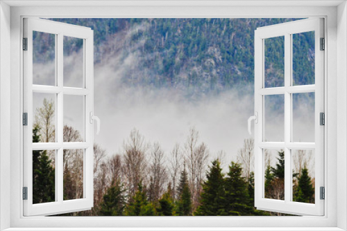 Fototapeta Naklejka Na Ścianę Okno 3D - trees in mist
