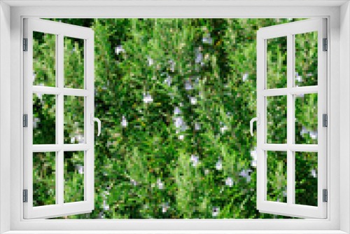 Fototapeta Naklejka Na Ścianę Okno 3D - GROWING ROSEMARY