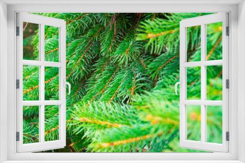 Fototapeta Naklejka Na Ścianę Okno 3D - Beautiful spiky green spruce branches as background