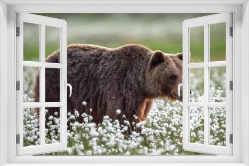 Fototapeta Naklejka Na Ścianę Okno 3D - Brown bear in the summer forest on the bog among white flowers. Front view. Natural Habitat. Brown bear, scientific name: Ursus arctos. Summer season.