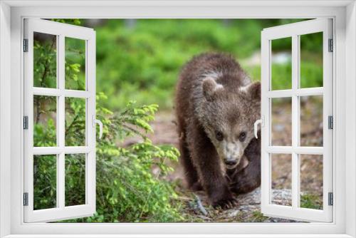 Fototapeta Naklejka Na Ścianę Okno 3D - Walking Brown bear cub in the summer forest. Scientific name: Ursus arctos. Natural Green Background. Natural habitat. Summer season.