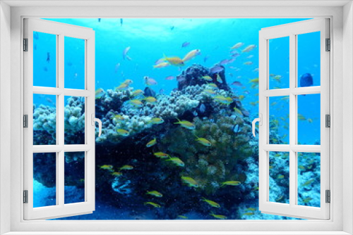 Fototapeta Naklejka Na Ścianę Okno 3D - Coral Reefs and Sea Goldie