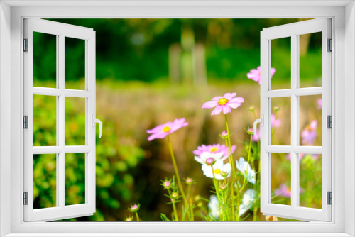 Fototapeta Naklejka Na Ścianę Okno 3D - beautiful clolorful cosmos flower  background backdrop selected soft focus