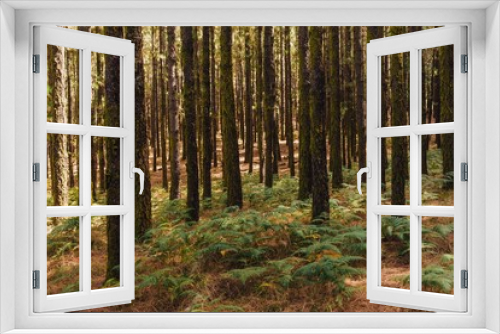 Fototapeta Naklejka Na Ścianę Okno 3D - pine trees in forest La Esperanza
