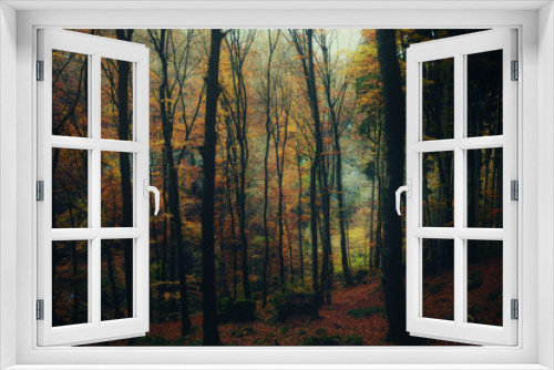 Fototapeta Naklejka Na Ścianę Okno 3D - View of autumn forest in Mullerthal region of Luxembourg