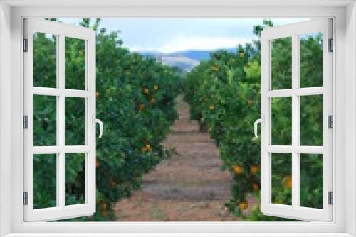 Fototapeta Naklejka Na Ścianę Okno 3D - Valencian Orange Grove