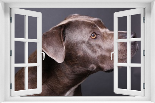 Fototapeta Naklejka Na Ścianę Okno 3D - Beautiful dog