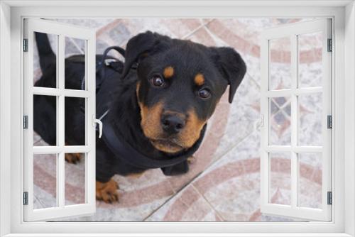 Fototapeta Naklejka Na Ścianę Okno 3D - Rottweiler puppy posing