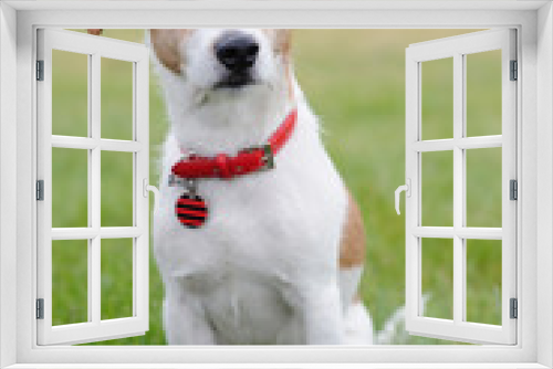 Fototapeta Naklejka Na Ścianę Okno 3D - Parson Jack Russell Terrier sitting in a park