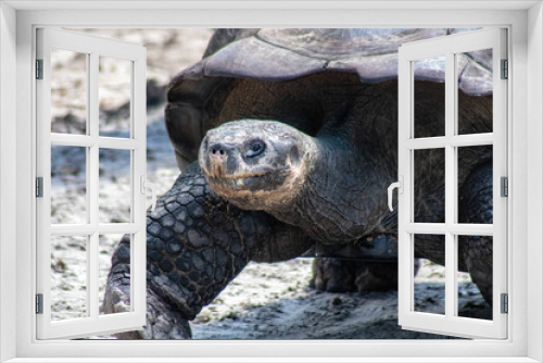 Fototapeta Naklejka Na Ścianę Okno 3D - Galapagos tortoise