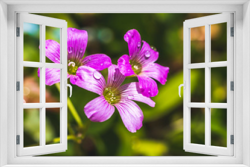 Fototapeta Naklejka Na Ścianę Okno 3D - ムラサキカタバミの花