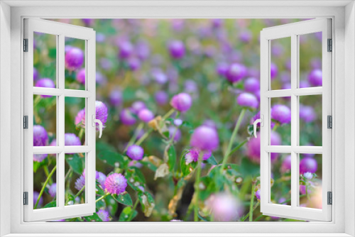 Fototapeta Naklejka Na Ścianę Okno 3D - Purple flowers behind the scene to soften the beautiful.