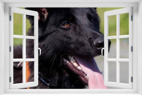 Fototapeta Naklejka Na Ścianę Okno 3D - Portrait of  dog of  breed of German Shepherd in profil on  background of green grass