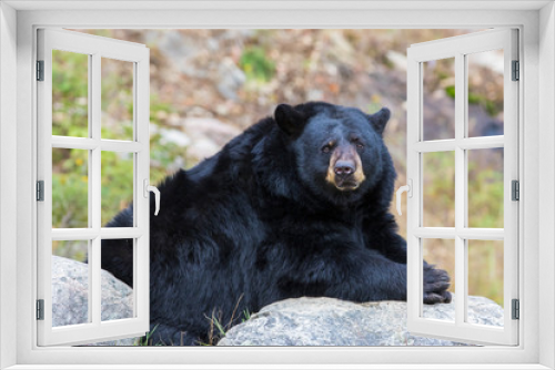 Fototapeta Naklejka Na Ścianę Okno 3D - huge male black bear in autumn