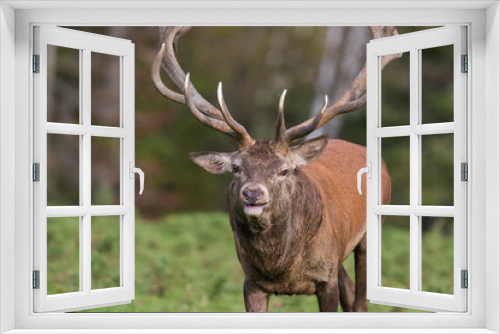 Fototapeta Naklejka Na Ścianę Okno 3D - red deer in rut