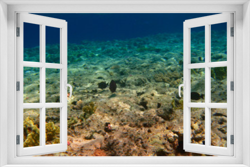 Fototapeta Naklejka Na Ścianę Okno 3D - Corals at the bottom of the Red Sea