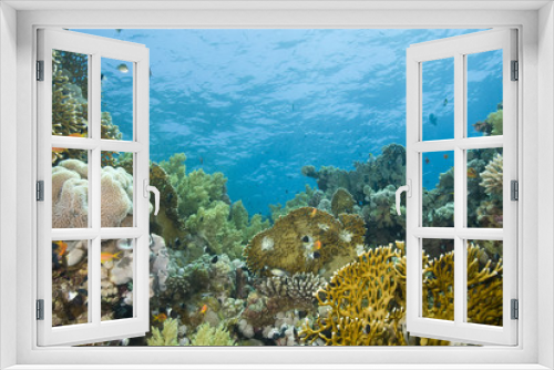 Fototapeta Naklejka Na Ścianę Okno 3D - A colorful  and vibrant tropical reef scene.