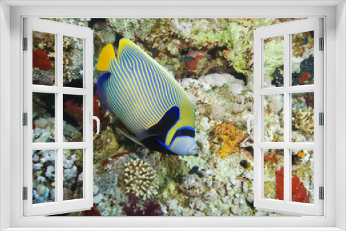 Fototapeta Naklejka Na Ścianę Okno 3D - Emperor angelfish (Pomacanthus imperator).
