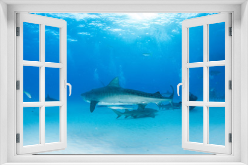 Fototapeta Naklejka Na Ścianę Okno 3D - Tiger shark at Tigerbeach, Bahamas